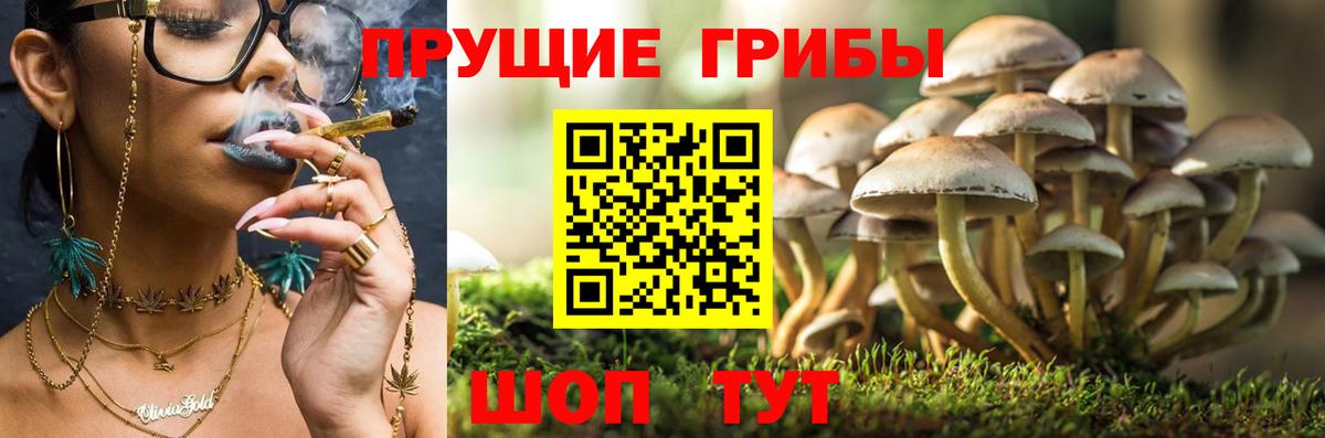 Псилоцибиновые грибы GOLDEN TEACHER  Вход с VPN  Торжок  Псилоцибиновые грибы Magic Shrooms 